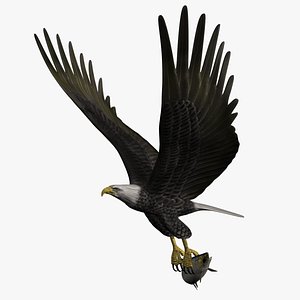 Bald Eagle with Salmon