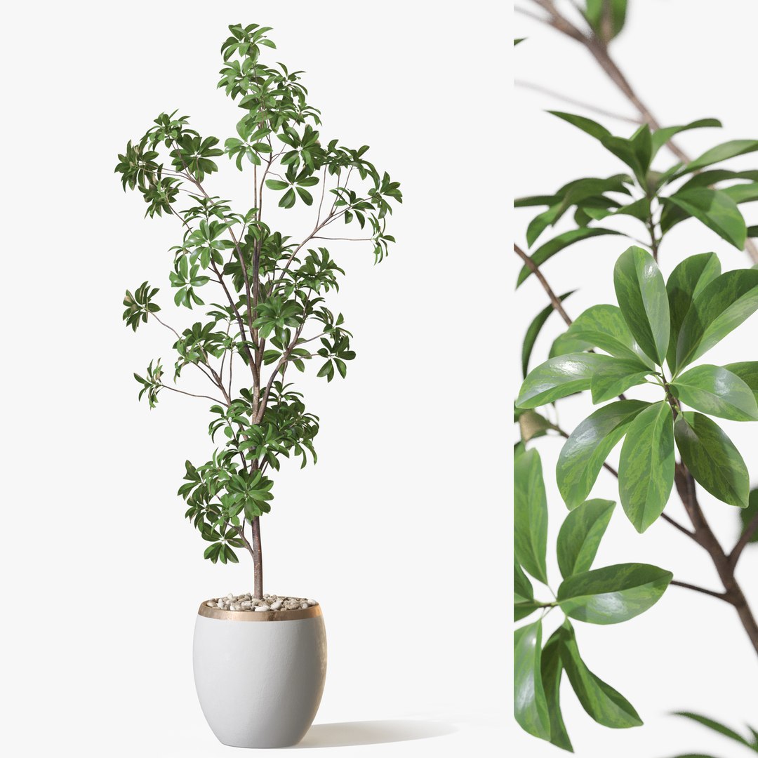 3D Plant 1322 model https://p.turbosquid.com/ts-thumb/B0/lT3pyf/R6/plant_1322_247/jpg/1765364167/1920x1080/fit_q87/c5b0a04cb7f02247e3d2e25327795cbfa35a2e09/plant_1322_247.jpg