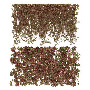 Wall of wild grapes leaves