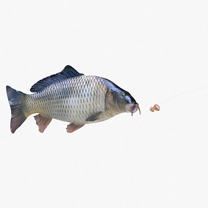 3D common carp