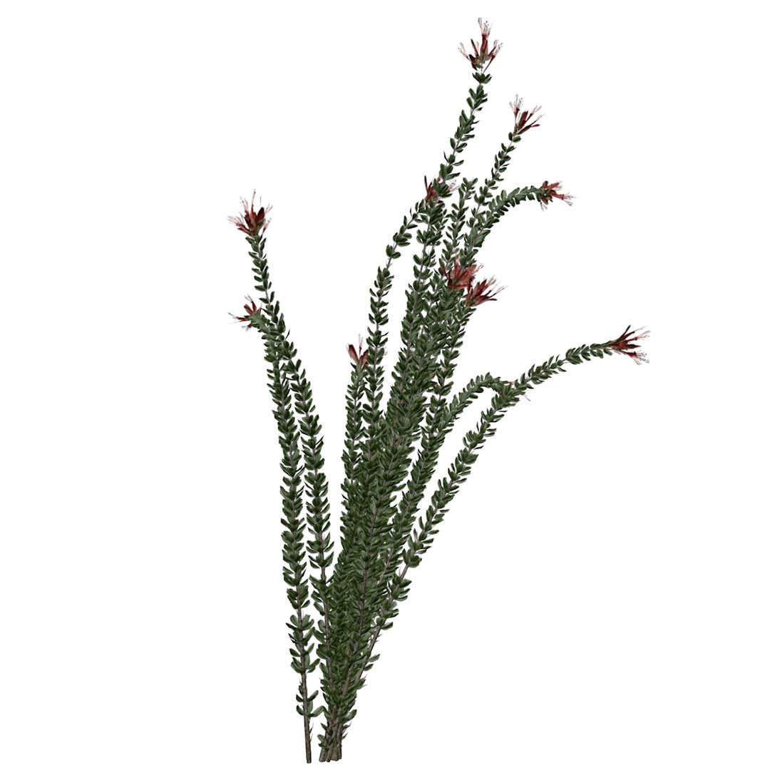 Ocotillo Plant Collection 3D model https://p.turbosquid.com/ts-thumb/B0/srYGqS/ev/_ocotillo_spring_07_01/png/1742391193/1920x1080/fit_q87/5f66a94dc5fcedf597ebaa01569c16649b4a2da0/_ocotillo_spring_07_01.jpg