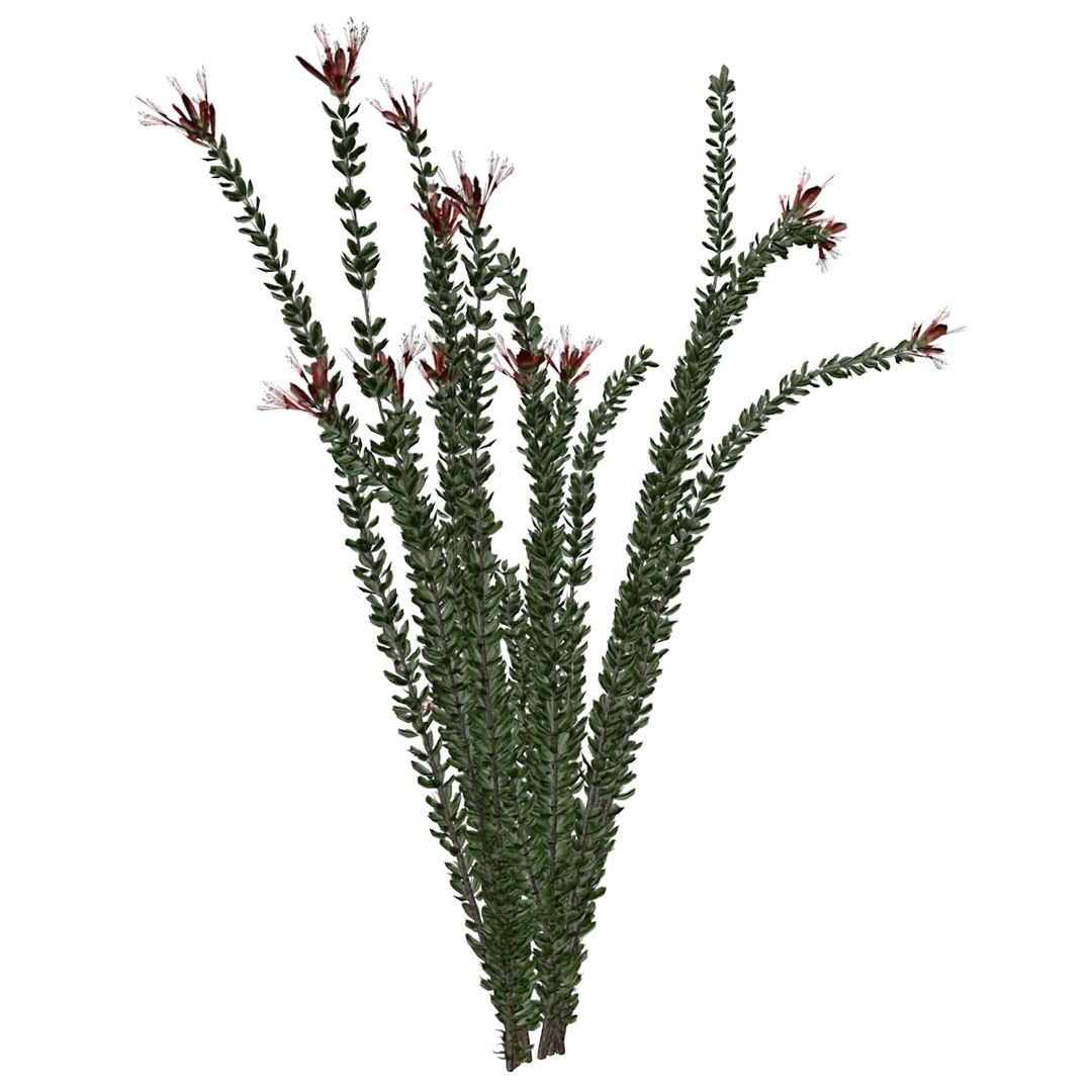 Ocotillo Plant Collection 3D model https://p.turbosquid.com/ts-thumb/B0/srYGqS/rI/_ocotillo_spring_09_01/png/1742391208/1920x1080/fit_q87/615f62a1063ffaf5d936690cd56b0cad3c08623f/_ocotillo_spring_09_01.jpg