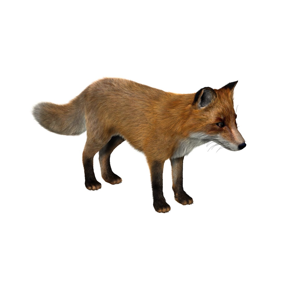 Red Fox Fur 3d Model