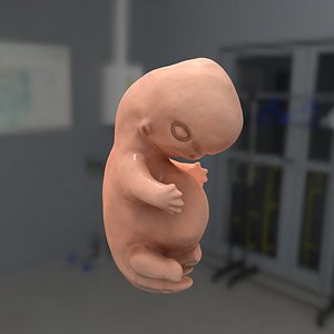 human fetus clay 3D