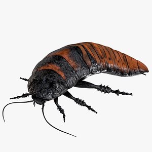 Rigged Madagascar Hissing Cockroach PBR