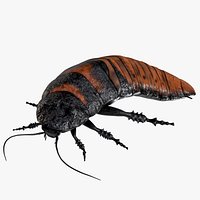 Rigged Madagascar Hissing Cockroach PBR