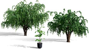 3D Realistic Lasura  Sebestan Tree Pack model