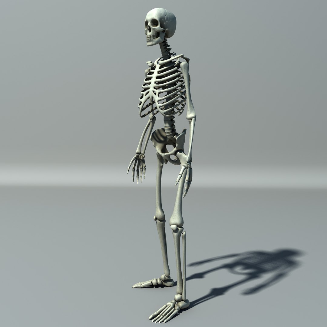 human skeleton 3d model https://p.turbosquid.com/ts-thumb/B1/OsImyb/5uIQQZKj/skel004/jpg/1342363310/1920x1080/fit_q87/de640b307e6d7250d676cd68e966f0d9ce4e2ea1/skel004.jpg