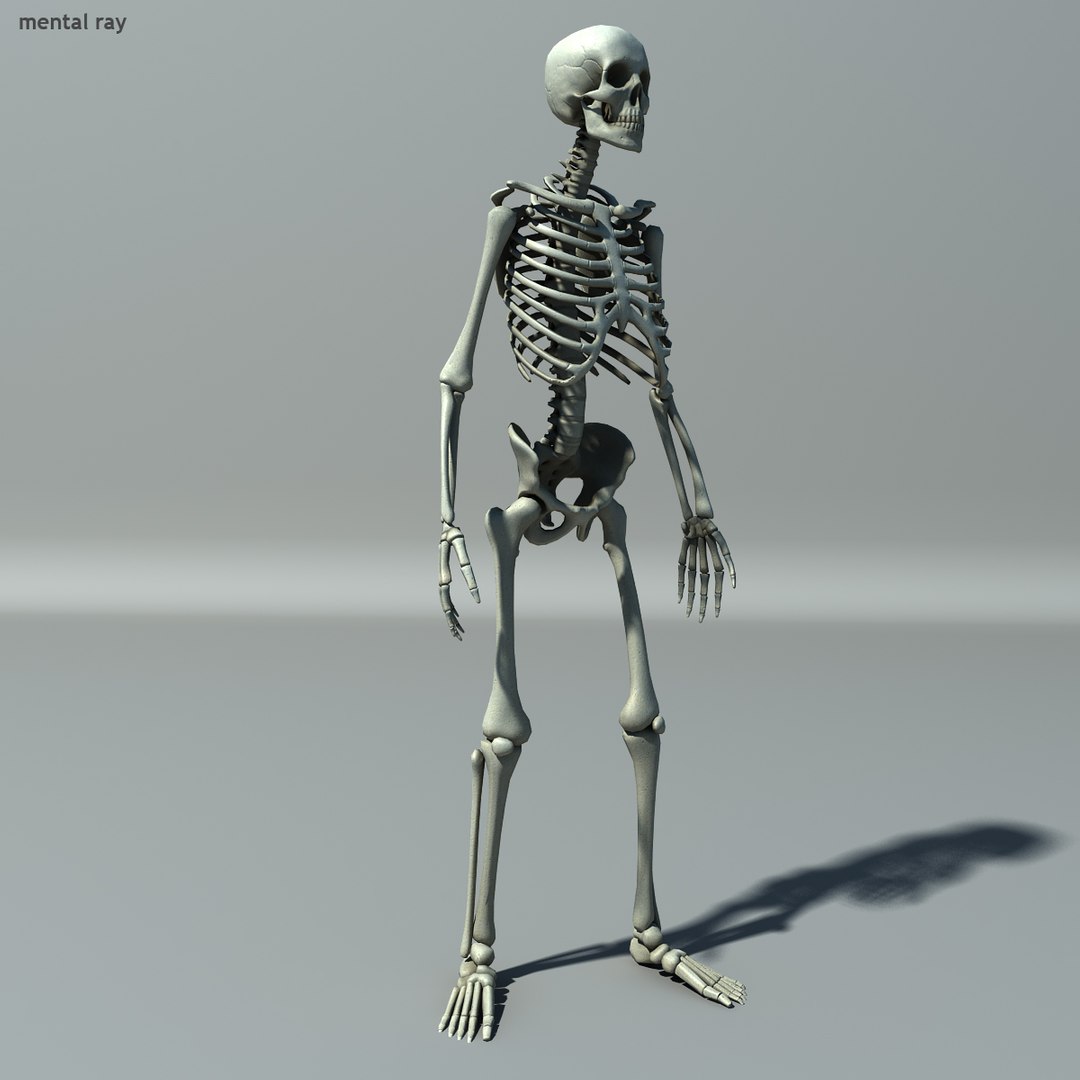 human skeleton 3d model https://p.turbosquid.com/ts-thumb/B1/OsImyb/6BZZqit2/skel008/jpg/1342363393/1920x1080/fit_q87/95c6814e97ea6630146640857d5cf0ca4db36e01/skel008.jpg