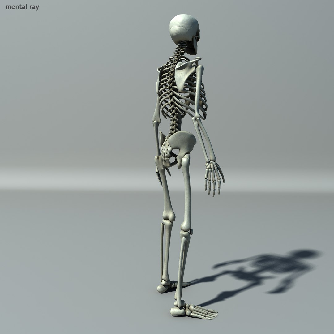 human skeleton 3d model https://p.turbosquid.com/ts-thumb/B1/OsImyb/Bvz48uRn/skel007/jpg/1342363369/1920x1080/fit_q87/6514c5a1cb540b04132bb94e1ca8850e423fbb3e/skel007.jpg