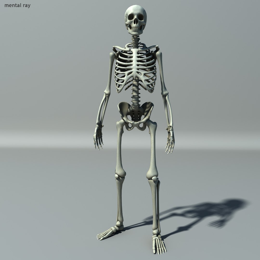 human skeleton 3d model https://p.turbosquid.com/ts-thumb/B1/OsImyb/Lp0Nnwu3/skel003/jpg/1342363283/1920x1080/fit_q87/0802f345e11f04722e592390ae3c1582cc265fe9/skel003.jpg