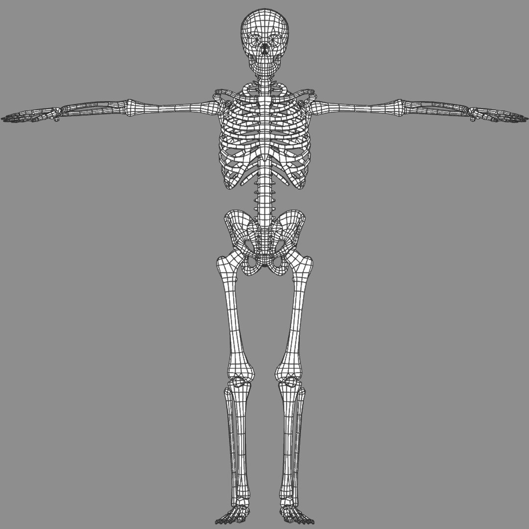 Human Skeleton 3d Model