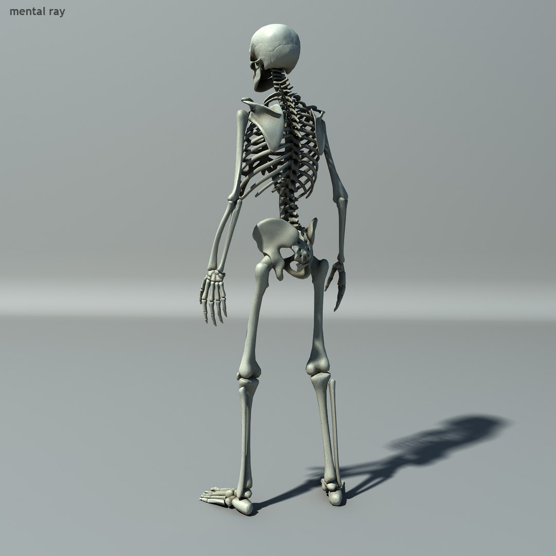 human skeleton 3d model https://p.turbosquid.com/ts-thumb/B1/OsImyb/qrV7rIqs/skel005/jpg/1342363331/1920x1080/fit_q87/ed7afc6ee1a96e4eabcdb92e0538d498d207109a/skel005.jpg