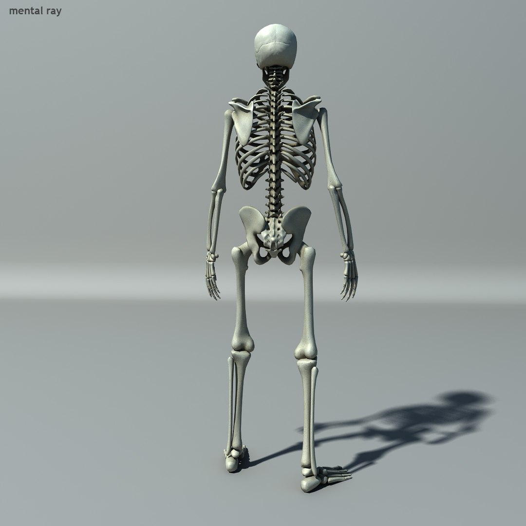 human skeleton 3d model https://p.turbosquid.com/ts-thumb/B1/OsImyb/yLByUvMJ/skel006/jpg/1342363350/1920x1080/fit_q87/6328dee4b211ab276dda391385d8603367a592de/skel006.jpg