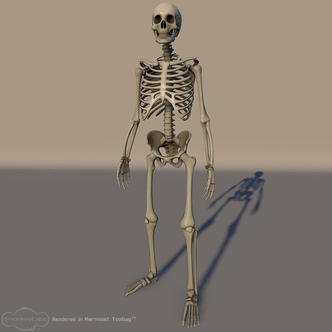 human skeleton 3d model https://p.turbosquid.com/ts-thumb/B1/OsImyb/ySKsDiCO/skel002/jpg/1342363259/1920x1080/fit_q87/8fdc8087be218e0a0463b63e04c78e0b9012bfc8/skel002.jpg