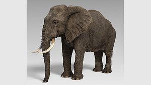3D African Elephant