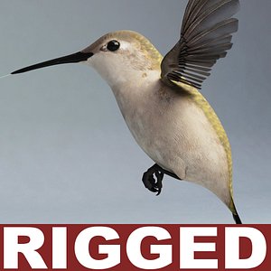 hummingbird rigged 3d model