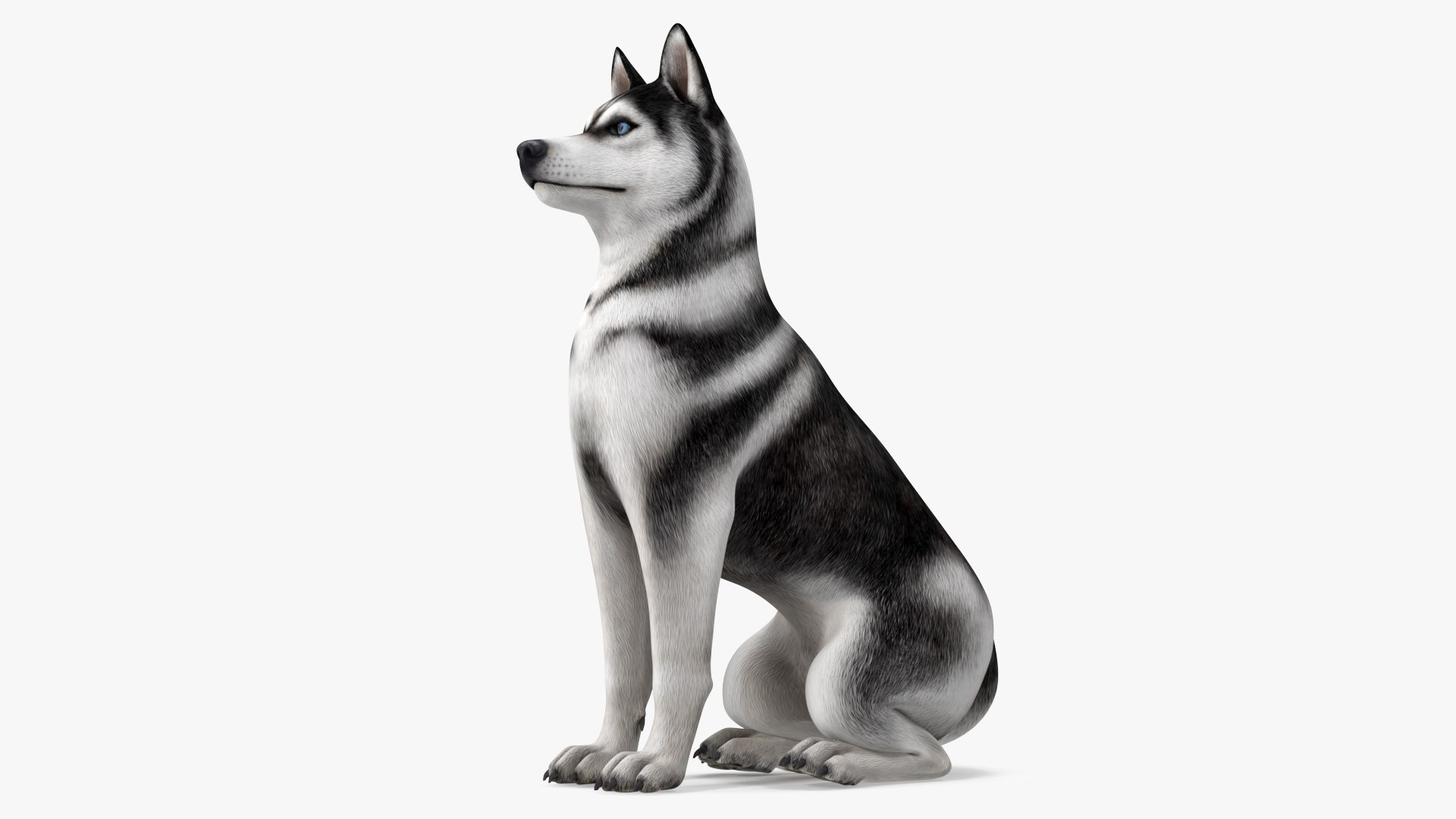 Sitting Husky Dog Black and White 3D https://p.turbosquid.com/ts-thumb/B1/ZM9sAP/1h/sittinghuskydogblackandwhitec4dmodel005/jpg/1634868486/1920x1080/fit_q87/f224706b27a3cd85dd15a1363c1e2a235ae2b7a7/sittinghuskydogblackandwhitec4dmodel005.jpg
