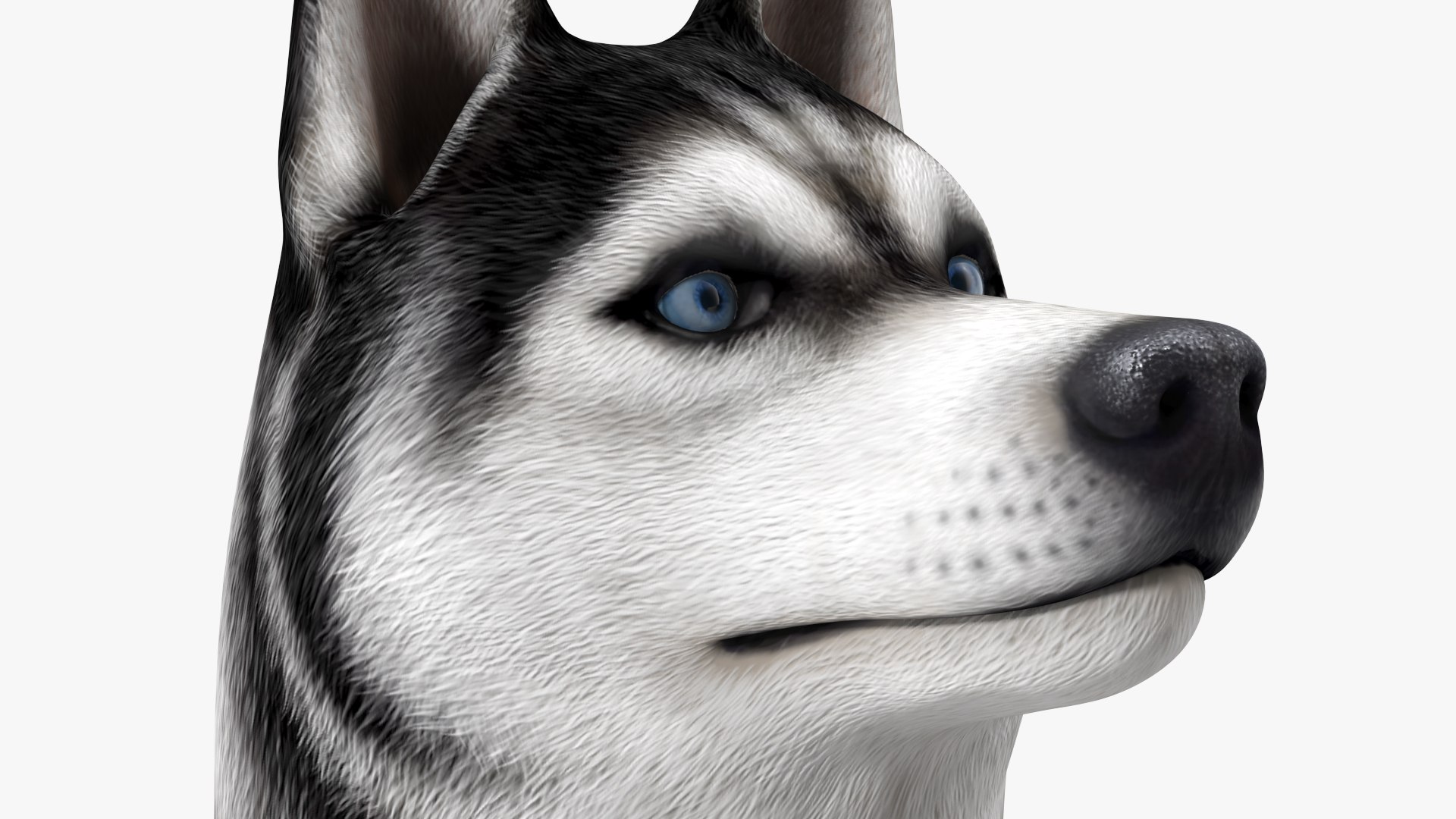 Sitting Husky Dog Black and White 3D https://p.turbosquid.com/ts-thumb/B1/ZM9sAP/AQ/sittinghuskydogblackandwhitec4dmodel012/jpg/1634868505/1920x1080/fit_q87/587bf21abcc906b4daa344e63b186f03714fb48f/sittinghuskydogblackandwhitec4dmodel012.jpg