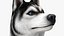 Perro Husky sentado en blanco y negro