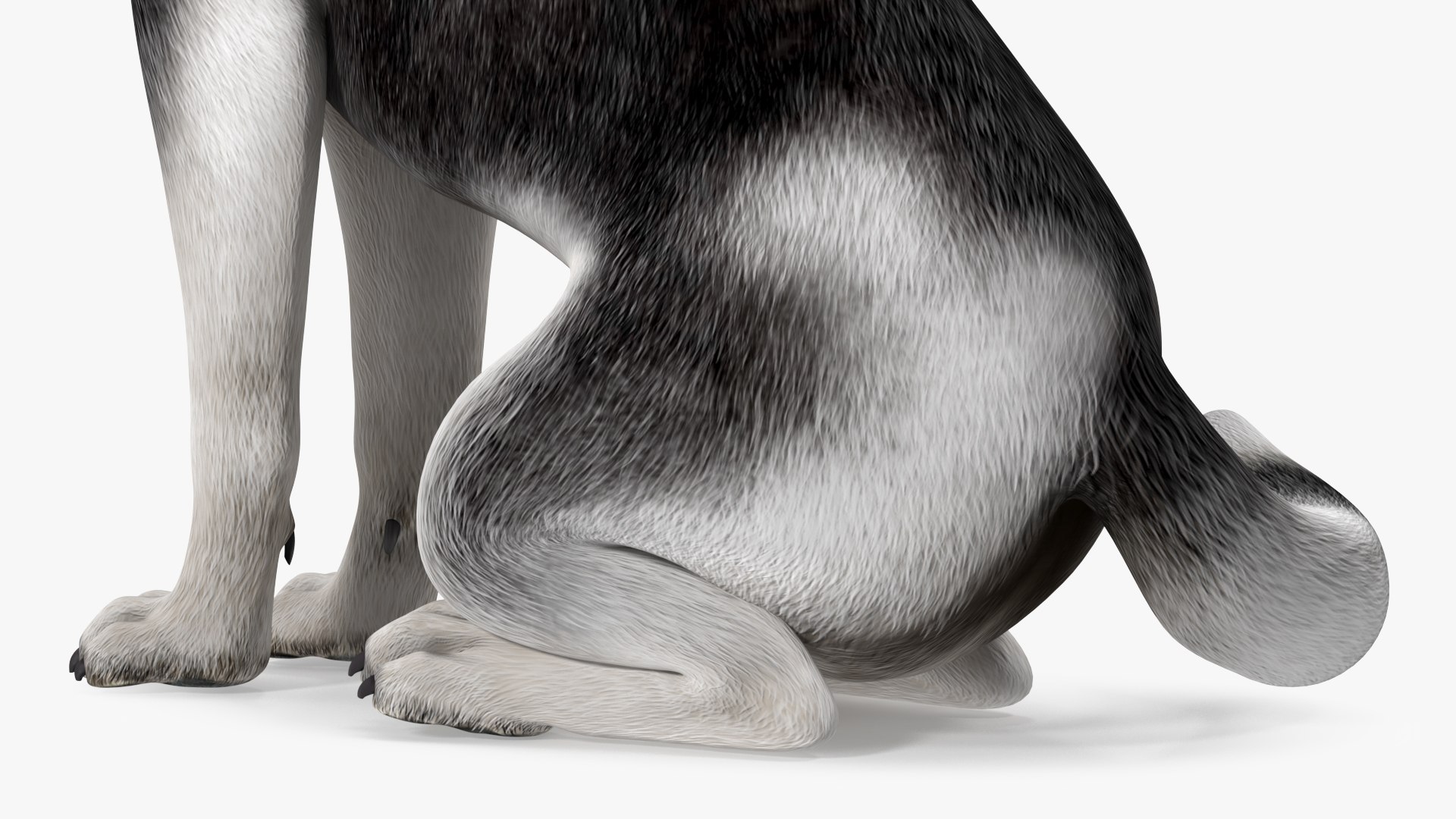 Sitting Husky Dog Black and White 3D https://p.turbosquid.com/ts-thumb/B1/ZM9sAP/DB/sittinghuskydogblackandwhitec4dmodel014/jpg/1634868511/1920x1080/fit_q87/b987a4ed534c68ced2292663a85e2dad3a8c3244/sittinghuskydogblackandwhitec4dmodel014.jpg