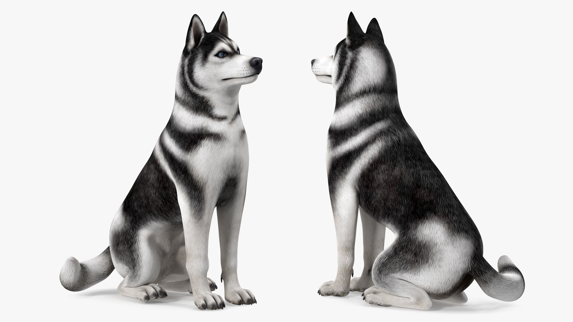 Sitting Husky Dog Black and White 3D https://p.turbosquid.com/ts-thumb/B1/ZM9sAP/Dj/sittinghuskydogblackandwhitec4dmodel007/jpg/1634868492/1920x1080/fit_q87/aa01bde611afdecb6ee31168dfb74092e8e2ae08/sittinghuskydogblackandwhitec4dmodel007.jpg
