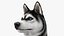 Perro Husky sentado en blanco y negro