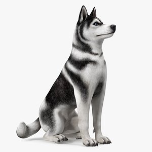 Sitting Husky Dog Black and White