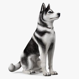 Sitting Husky Dog Black and White