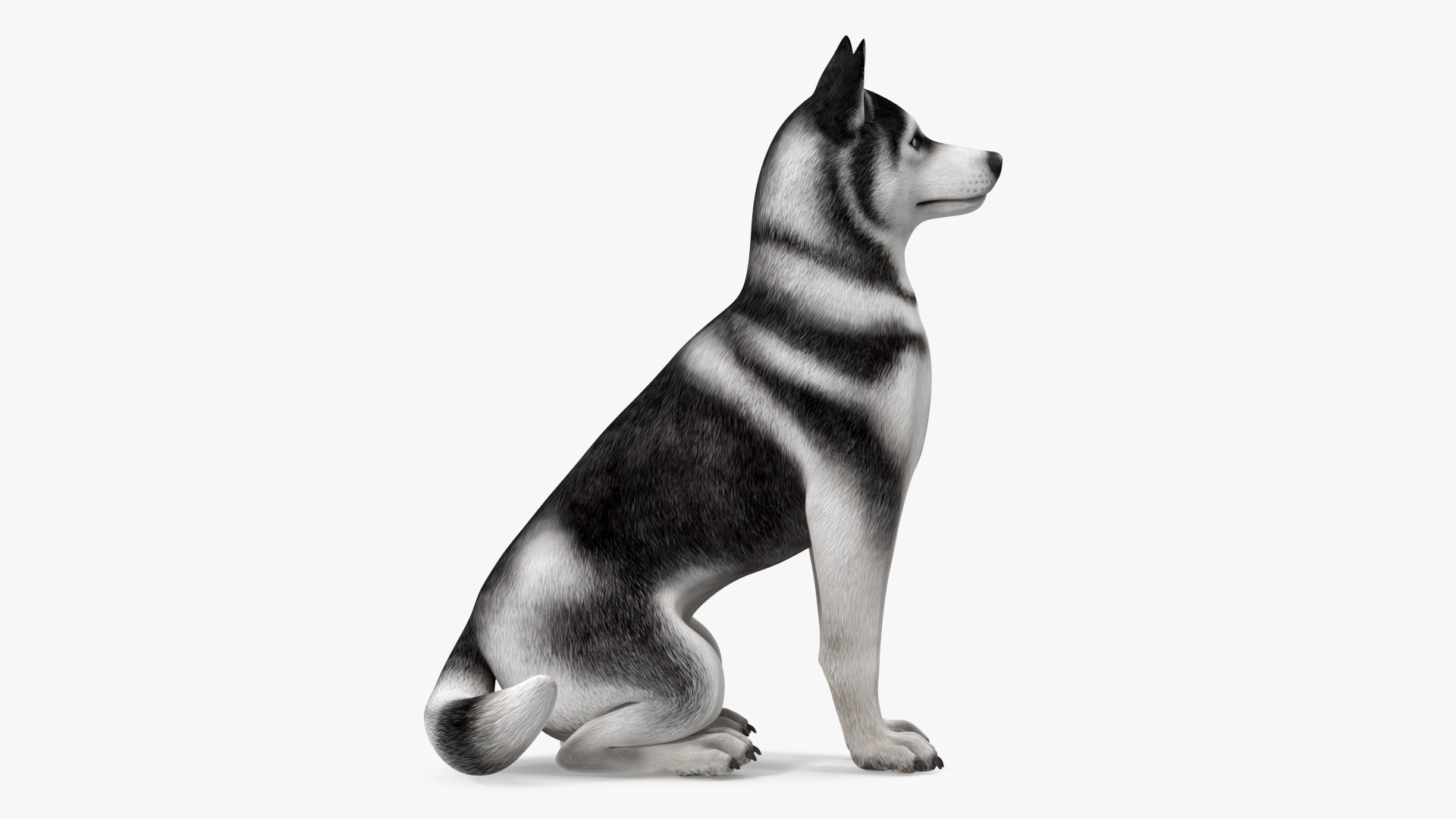 Sitting Husky Dog Black and White 3D https://p.turbosquid.com/ts-thumb/B1/ZM9sAP/PA/sittinghuskydogblackandwhitec4dmodel016/jpg/1634868517/1920x1080/fit_q87/4d96c1e4912a37afe24327224dc678338afcac60/sittinghuskydogblackandwhitec4dmodel016.jpg