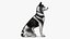 Perro Husky sentado en blanco y negro