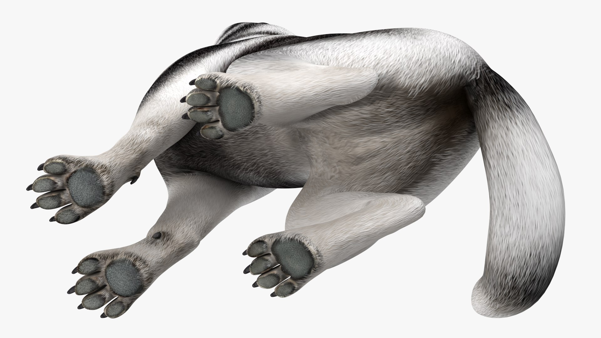 Sitting Husky Dog Black and White 3D https://p.turbosquid.com/ts-thumb/B1/ZM9sAP/QT/sittinghuskydogblackandwhitec4dmodel011/jpg/1634868502/1920x1080/fit_q87/94cc739e4918cc33483a45cf8ec6fc379fafd339/sittinghuskydogblackandwhitec4dmodel011.jpg