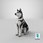 Perro Husky sentado en blanco y negro
