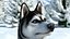 Perro Husky sentado en blanco y negro