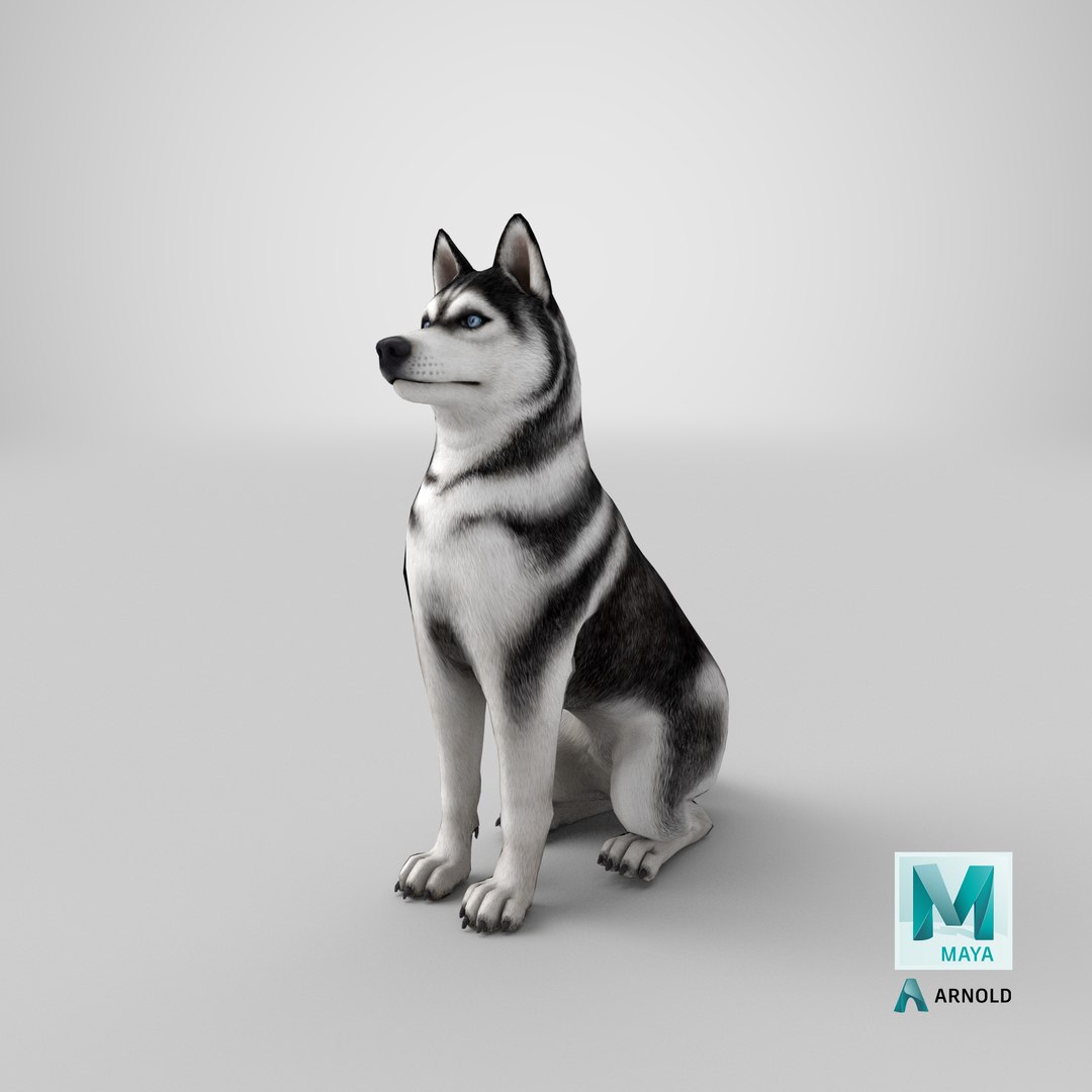 Sitting Husky Dog Black and White 3D https://p.turbosquid.com/ts-thumb/B1/ZM9sAP/XM/stemcell_maya_arnold_render/png/1643875078/1920x1080/fit_q87/2ed1dddb6e7950614251b429a9e8b2a4d1bfc077/stemcell_maya_arnold_render.jpg