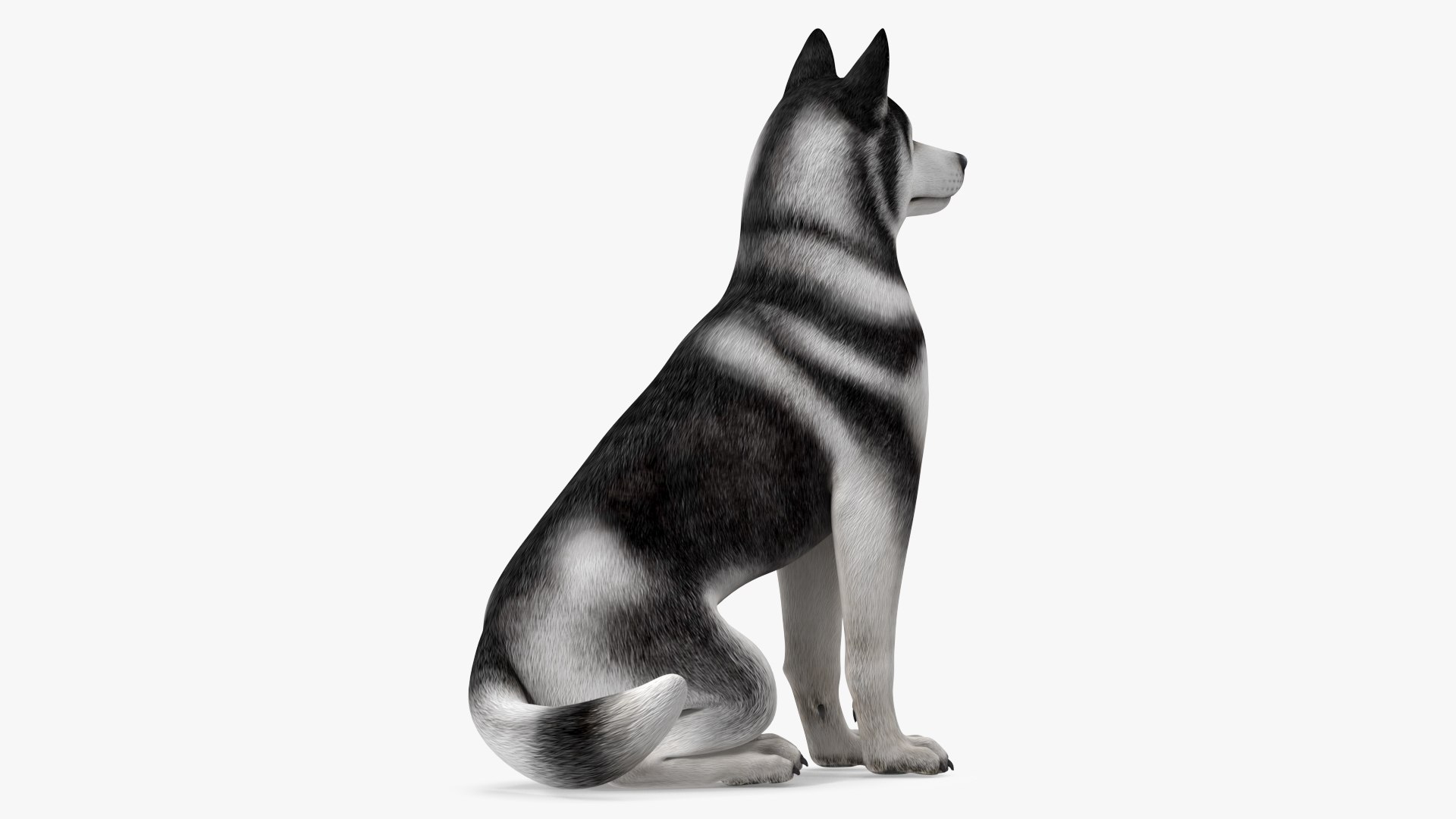 Sitting Husky Dog Black and White 3D https://p.turbosquid.com/ts-thumb/B1/ZM9sAP/Xg/sittinghuskydogblackandwhitec4dmodel006/jpg/1634868489/1920x1080/fit_q87/ce3e36d0c013439607d2587d9dffae30ab1cacd5/sittinghuskydogblackandwhitec4dmodel006.jpg