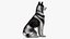 Perro Husky sentado en blanco y negro