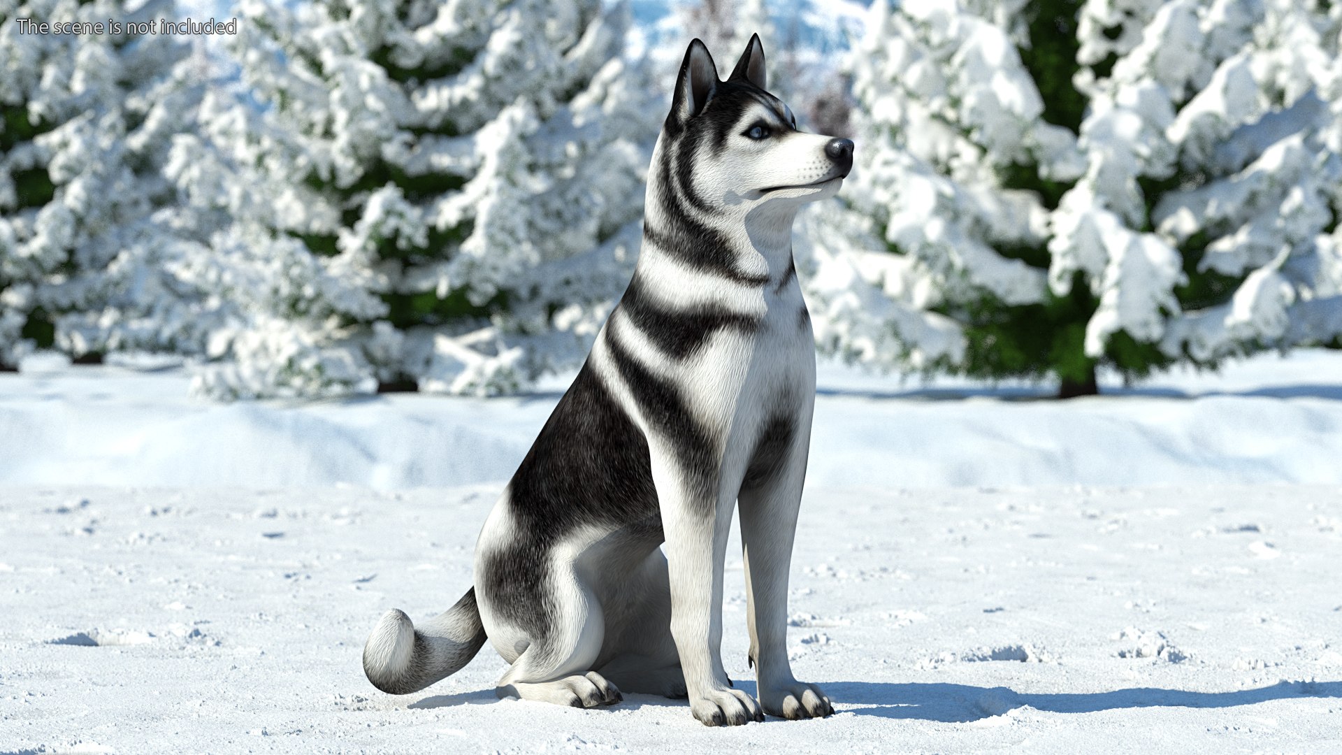 Sitting Husky Dog Black and White 3D https://p.turbosquid.com/ts-thumb/B1/ZM9sAP/Ze/sittinghuskydogblackandwhitec4dmodel002/jpg/1634868478/1920x1080/fit_q87/8ae47d15e091f147510934fea8f85082bc6cd087/sittinghuskydogblackandwhitec4dmodel002.jpg