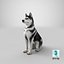 Perro Husky sentado en blanco y negro