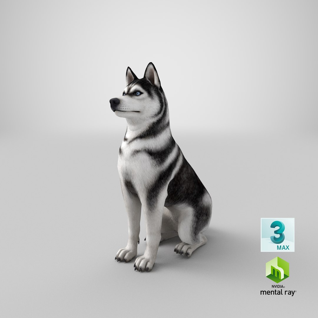 Sitting Husky Dog Black and White 3D https://p.turbosquid.com/ts-thumb/B1/ZM9sAP/bj/stemcell_max_mental_ray_render/png/1643875076/1920x1080/fit_q87/058329ee68ae167837d3096d1109b393fb955504/stemcell_max_mental_ray_render.jpg