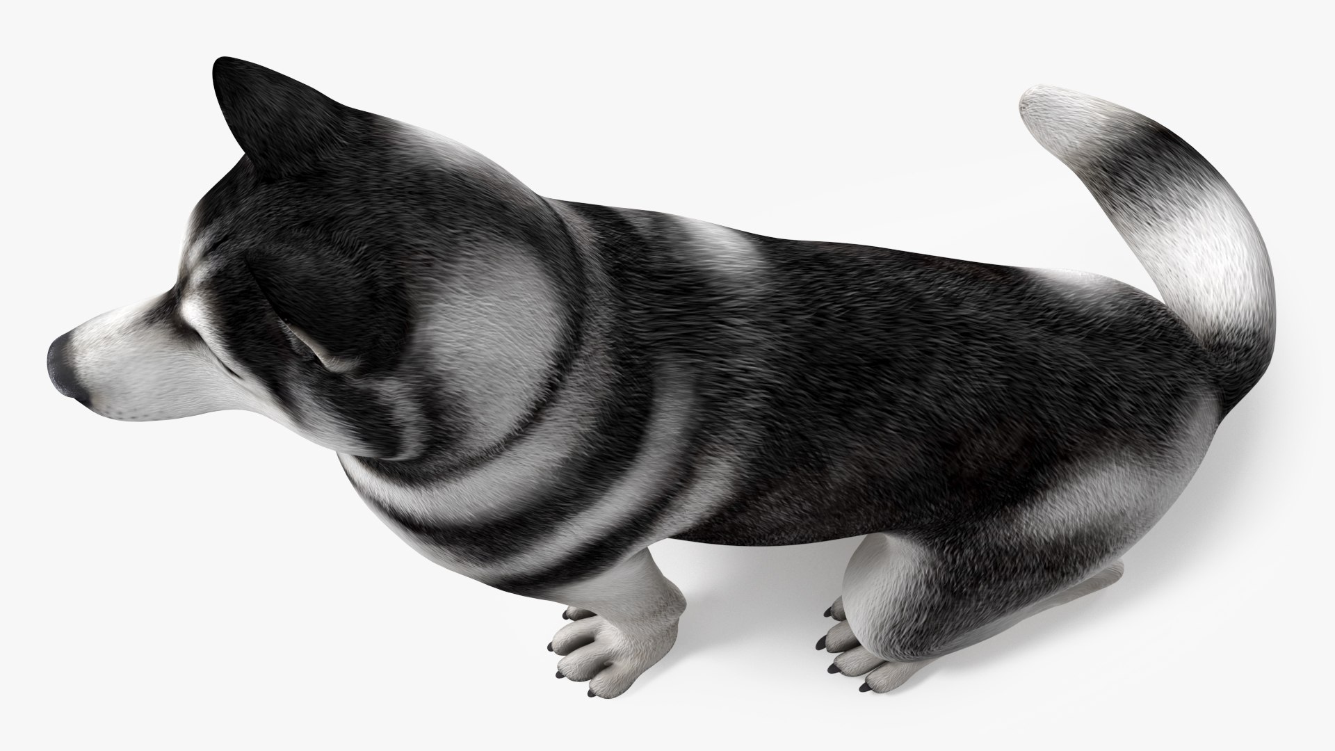 Sitting Husky Dog Black and White 3D https://p.turbosquid.com/ts-thumb/B1/ZM9sAP/em/sittinghuskydogblackandwhitec4dmodel010/jpg/1634868499/1920x1080/fit_q87/6c018780805552651c72c96a381cbcbb31a47b1b/sittinghuskydogblackandwhitec4dmodel010.jpg