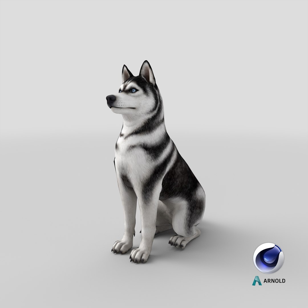Sitting Husky Dog Black and White 3D https://p.turbosquid.com/ts-thumb/B1/ZM9sAP/j2/stemcell_cinema_4d_arnold_render/png/1643875070/1920x1080/fit_q87/7c98ec3bf996ede257c437d42e4852c31071599a/stemcell_cinema_4d_arnold_render.jpg