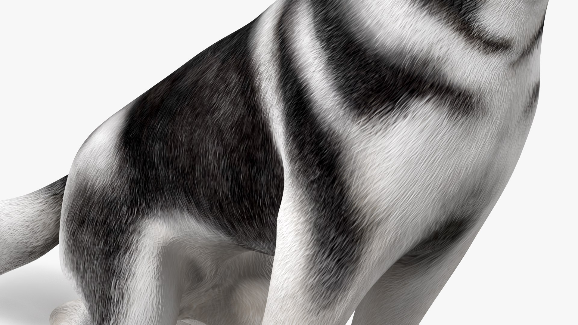 Sitting Husky Dog Black and White 3D https://p.turbosquid.com/ts-thumb/B1/ZM9sAP/l4/sittinghuskydogblackandwhitec4dmodel015/jpg/1634868514/1920x1080/fit_q87/651b73155fc20d211401209698b96a5a4b02ad4c/sittinghuskydogblackandwhitec4dmodel015.jpg