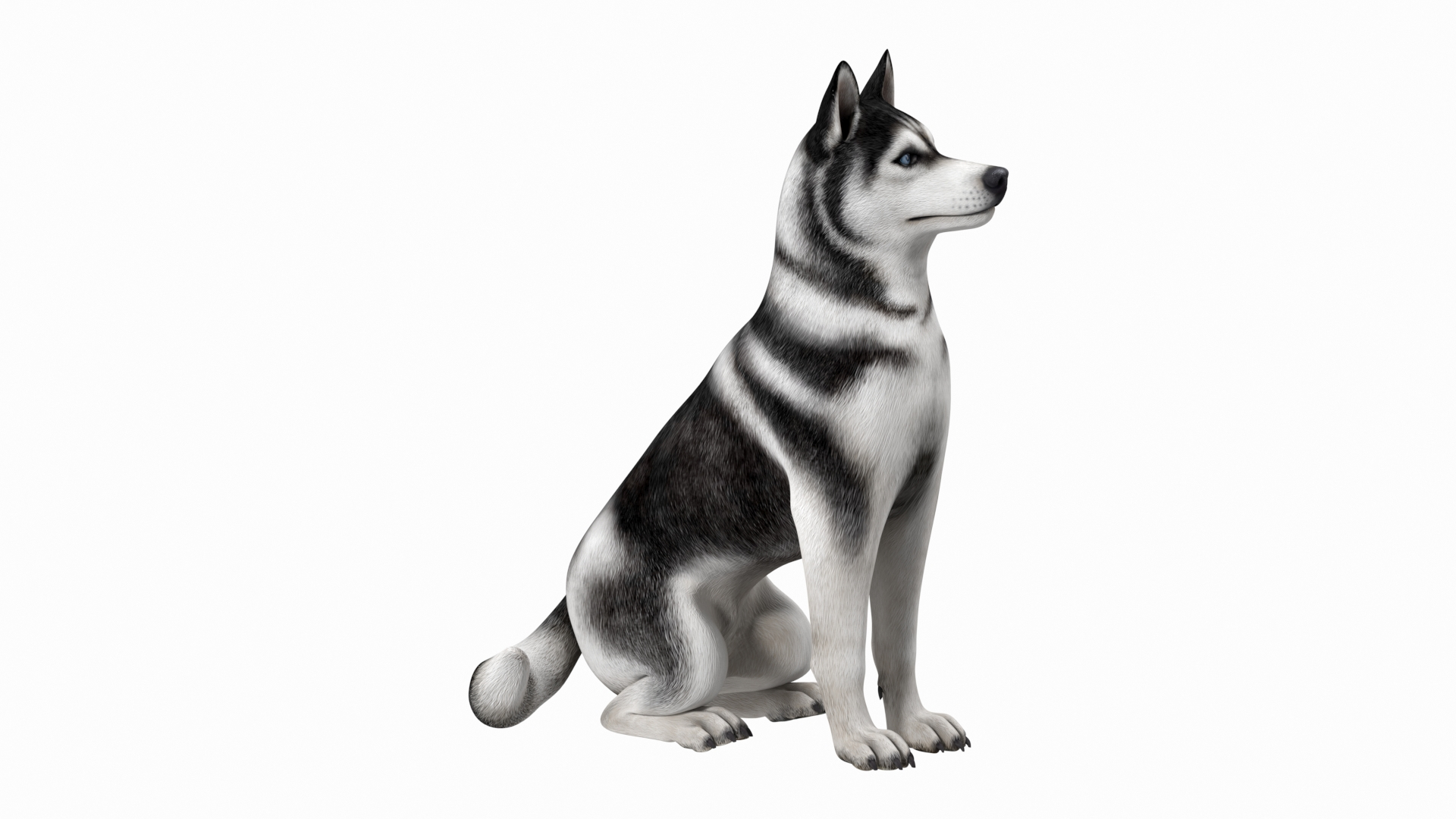 Sitting Husky Dog Black and White 3D https://p.turbosquid.com/ts-thumb/B1/ZM9sAP/lB/sitting_husky_dog_black_and_white_360/jpg/1634868727/1920x1080/turn_fit_q99/98c244d4632cc845d57c5050ca8e418e0d717dfd/sitting_husky_dog_black_and_white_360-1.jpg
