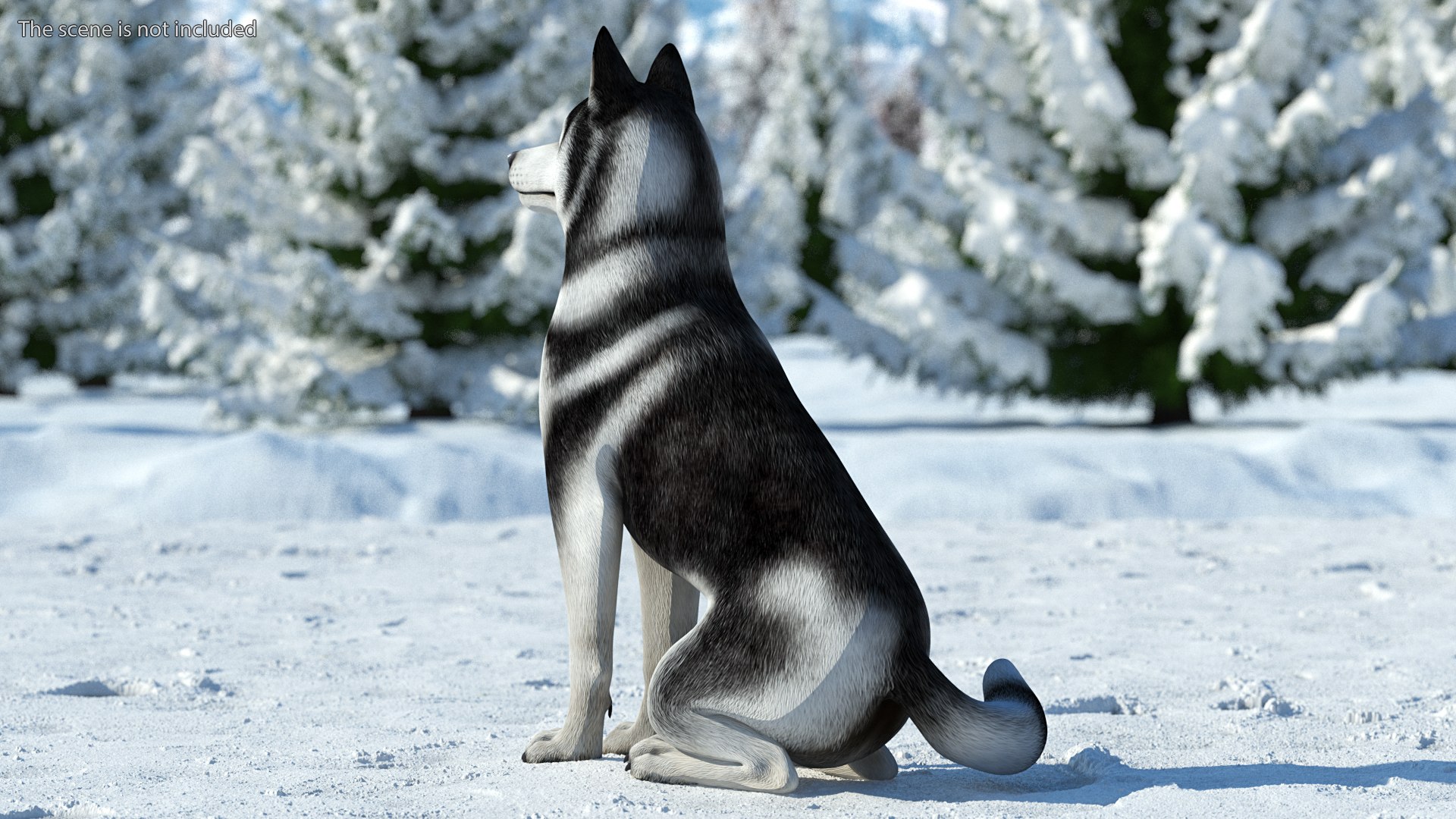 can a siberian husky live in gabon