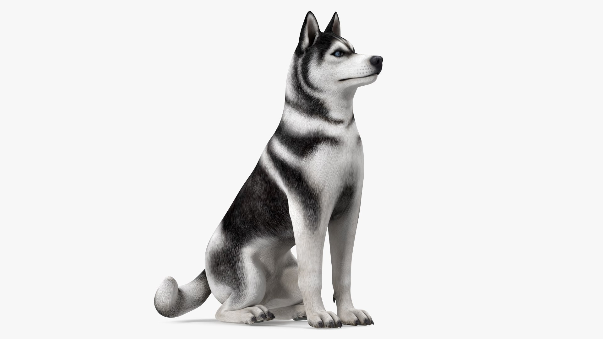 Sitting Husky Dog Black and White 3D model preview