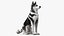 Perro Husky sentado en blanco y negro