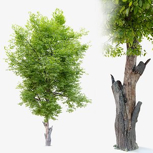 Dutch Elm 3D model