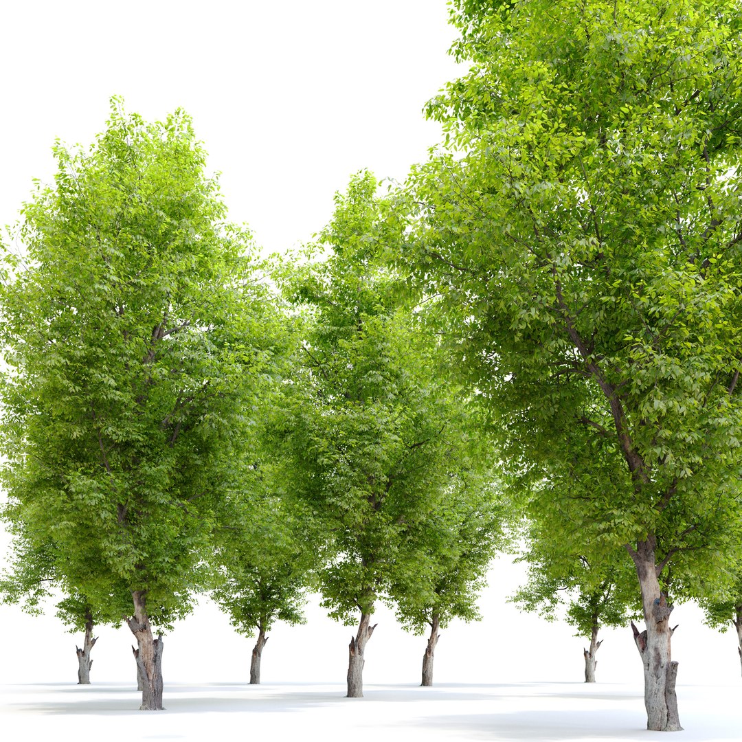 Dutch Elm 3D Model - TurboSquid 1955014