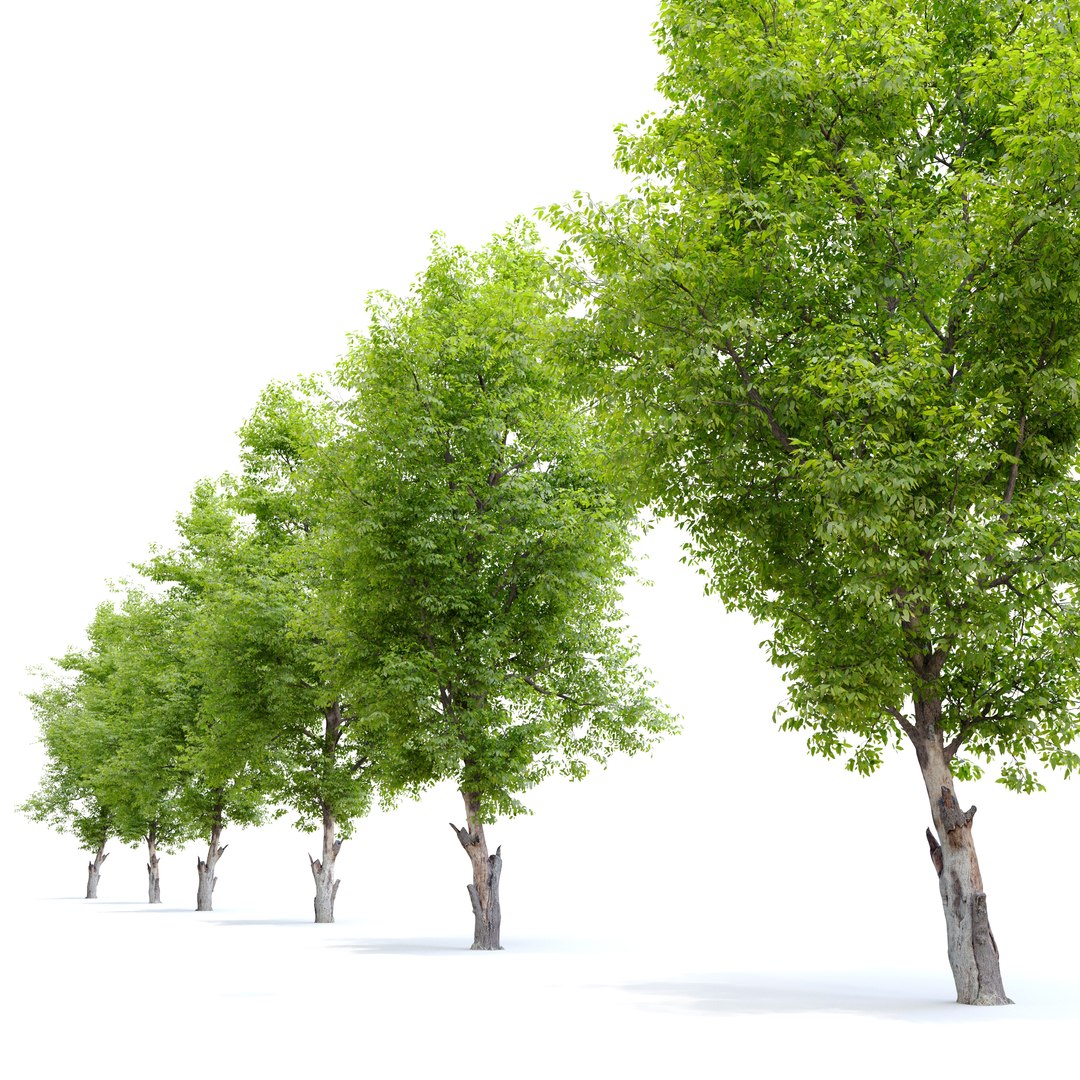 Dutch Elm 3D Model - TurboSquid 1955014